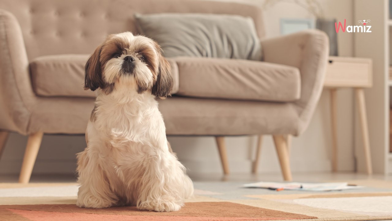 Nouvelle-Aquitaine : ils trouvent une chienne noyée avec des parpaings et mettent la main sur son propriétaire