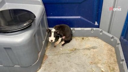 Il va aux toilettes publiques et retient un cri en découvrant ce qui se cache dans le noir