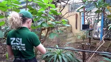 London zookeeper helps hatch 'extinct in the wild' kingfisher chick