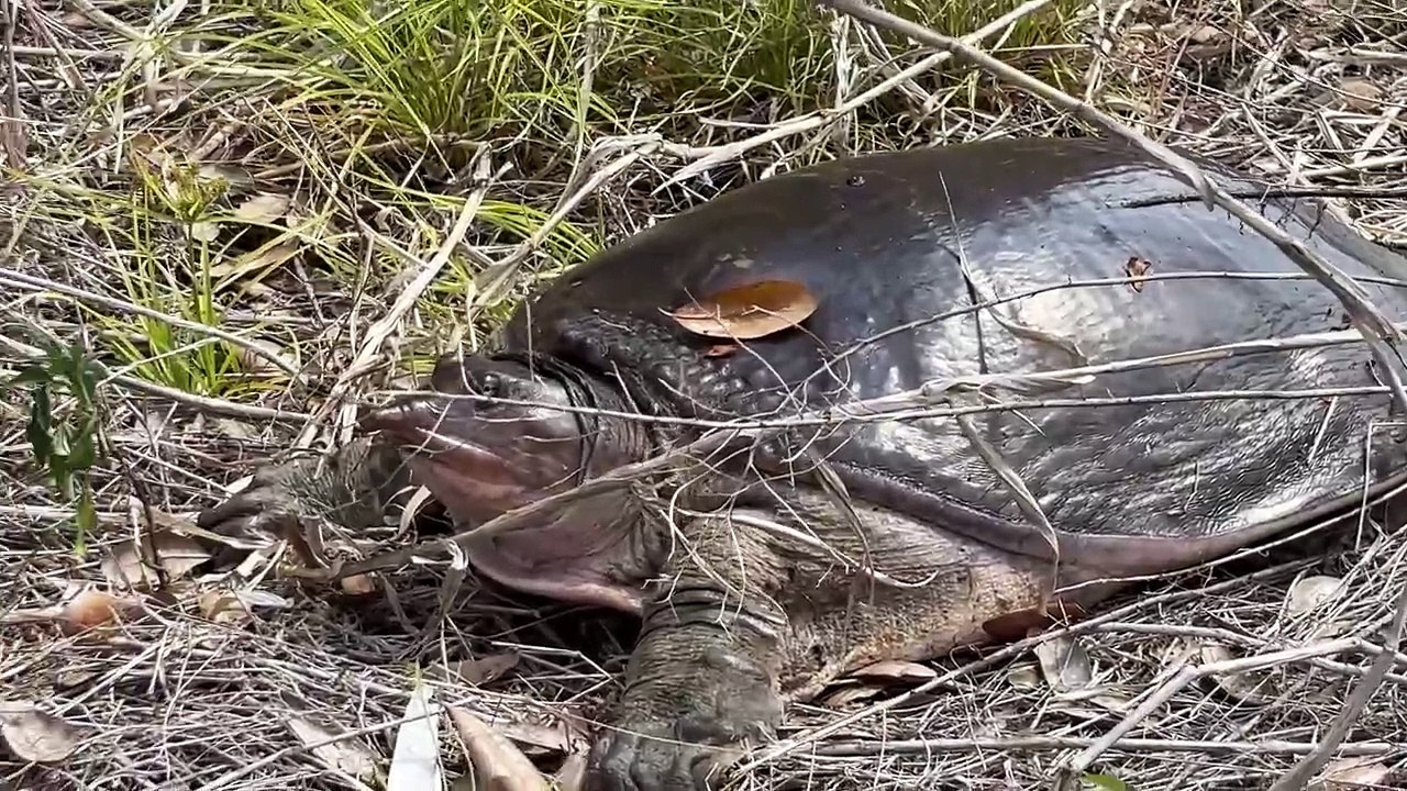 Freshwater Softshell Turtle