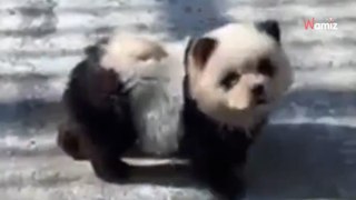 En Chine, un zoo provoque la polémique après avoir fait passer des chiens pour des pandas