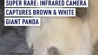 Super rare: Infrared camera captures brown & white giant panda
