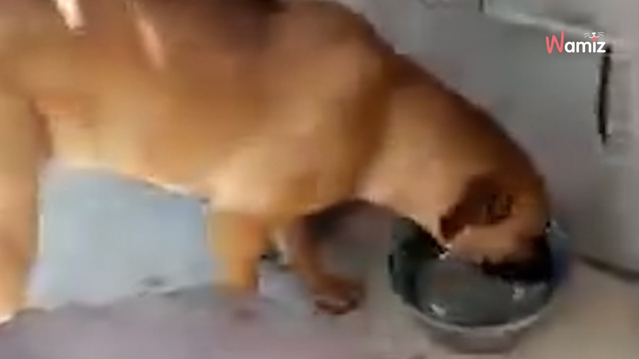 Trouvée avec une chaîne autour du cou et un panneau en carton, cette chienne rêve d'humains à aimer