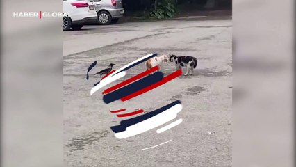 Yoldan geçen köpek kavga eden kedilere müdahale etti: "Asayişi bozmayın"