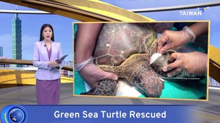 Sea Turtle Entangled in Discarded Fishing Line Rescued