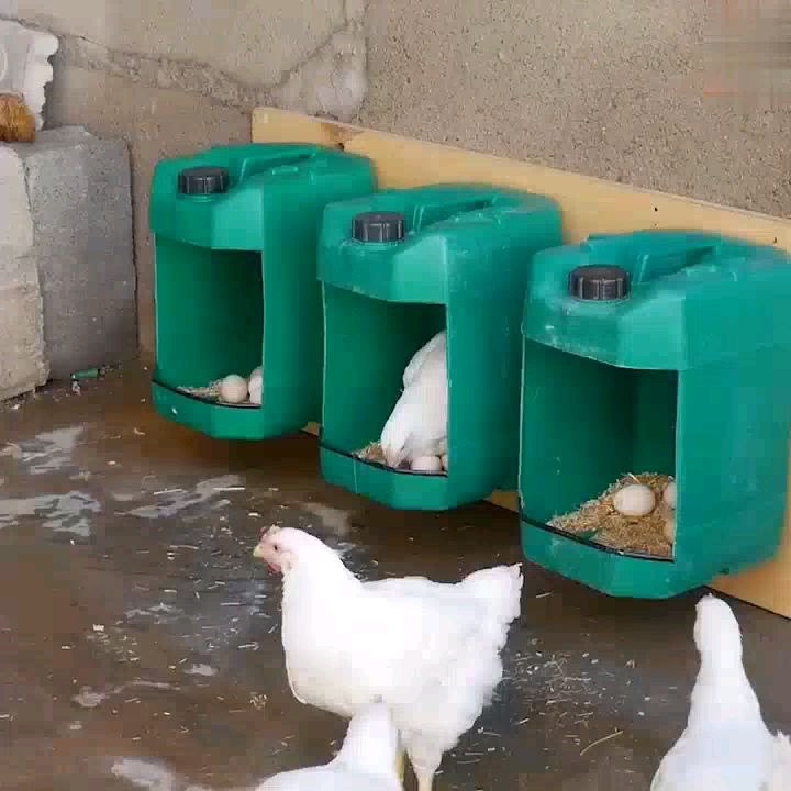 Clever  Guy