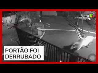 Boi foge de frigorífico e invade condomínio em Mato Grosso