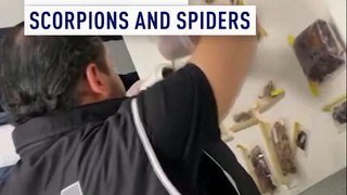 Turkish police arrest man smuggling 1,500 scorpions and spiders