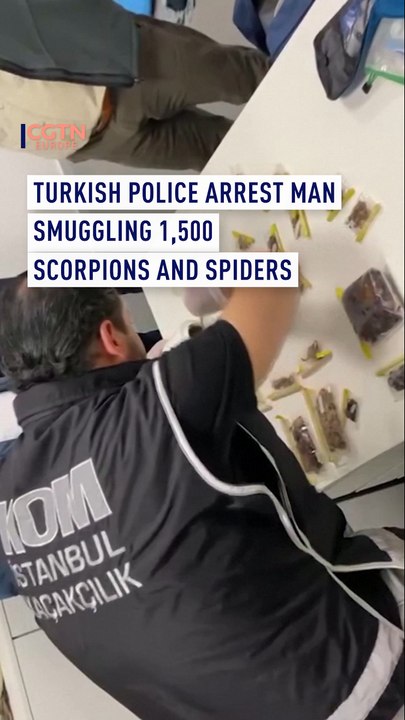 Turkish police arrest man smuggling 1,500 scorpions and spiders
