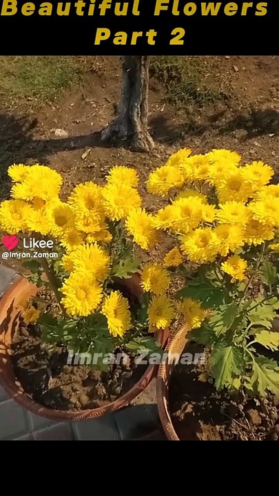 Beautiful Flowers l Part-2