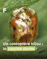Éblouissante Casside Dorée : Le Coléoptère Bijou de la Nature !