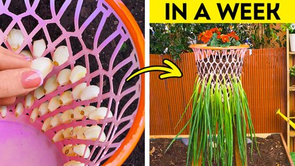 Gardening Hacks for Every Skill Level ‍