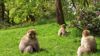 Trentham Monkey Forest welcomes first new arrivals of the baby season
