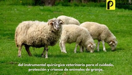 Instrumental quirúrgico veterinario; el rol vital de nuestros instrumentos para el cuidado animal