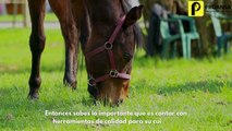 Equino; herramientas de primera clase en Proansa