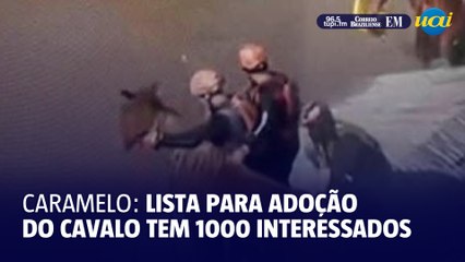 Fila de adoção do cavalo "Caramelo" tem mil interessados