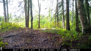 Alaska Trail Cam Video August 14, 2021