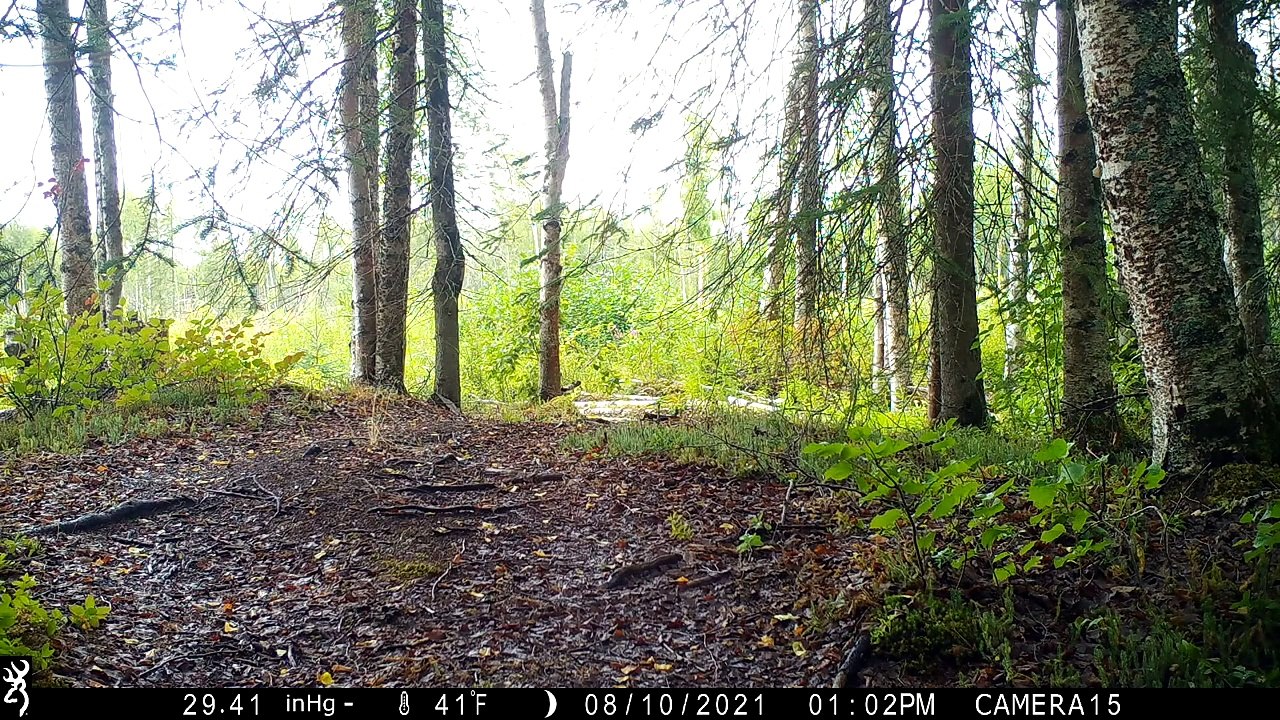 Alaska Trail Cam Video August 14, 2021
