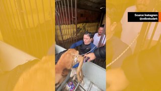Videokokoelma näyttää koiria pelastettavan Etelä-Brasilian tragedian aikana