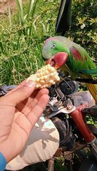 babli ka mitthu eating butta #bablikamitthu #eatingbutta #inhappymood #indianrawparrot