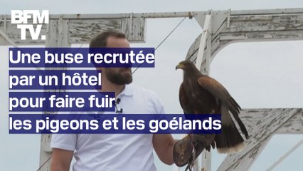 L’hôtel Martinez recrute une buse pour faire fuir les pigeons et les goélands