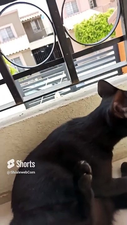 La #gata #bombay #gato #felino #shorts #animales #mascotas #chiste #balcon #humor #chiste #risa