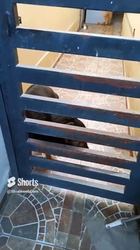 El #Perro #panchito #acostado en el #Patio #animales #mascotas #peludo #shorts #lomito #amigo