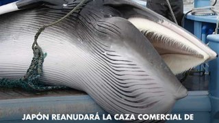 Japón reanudará la caza comercial de las ballenas de aleta