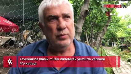 30 köy tavuğundan uzun süre yumurta verimi alamadı! Çözümü klasik müzikte buldu