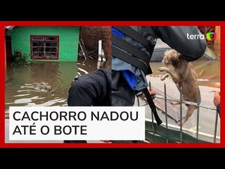 Voluntários incentivam cachorro a saltar na água para ser resgatado no RS