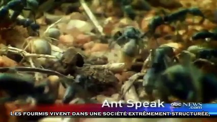 C'est dans le Coran : Les fourmis parlent