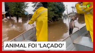 Cachorro é salvo em enchente após ser 'laçado' pela Brigada Militar no RS