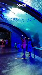 Gran Acuario de Mazatlán: el más grande de Latinoamérica