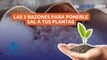 Las 3 razones para ponerle sal a tus plantas