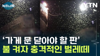 사람 몸에도 '다닥다닥'...서울 습격한 '팅커벨' 방제법 없나 [Y녹취록] / YTN