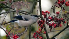 The Bullfinch: Close Up HD Footage (Pyrrhula pyrrhula)