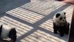 Chinese Zoo dyes chow chow dogs to resemble pandas