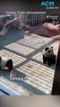 Chinese Zoo dyes chow chow dogs to resemble pandas