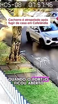 Vídeo mostra cachorrinha sendo atropelada na região de Goioerê