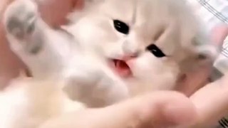 cute baby and baby cat |funny baby with cat link bio