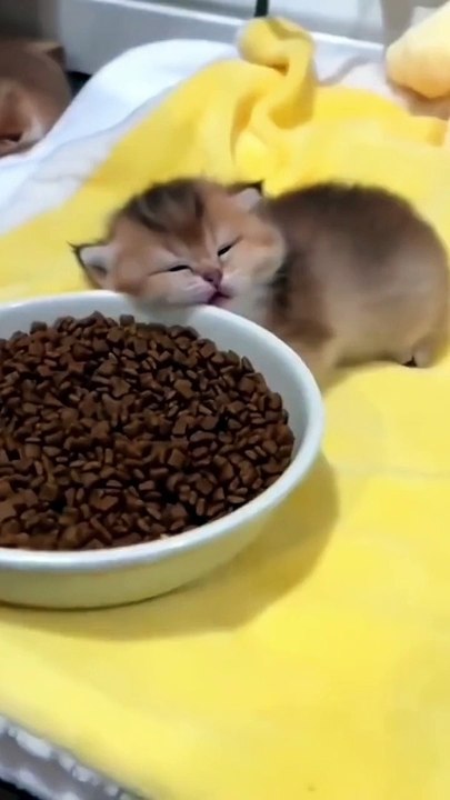 New Beautiful cats in this video 2024