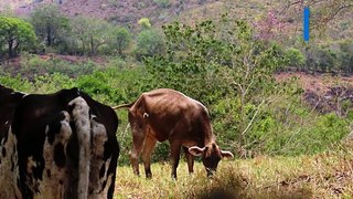 Gobierno de Las Choapas le falló a los ganaderos con 'ollas' de agua