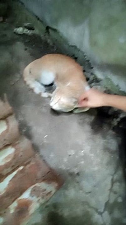 PET'S ARE FAMILY ! STRAY CAT 