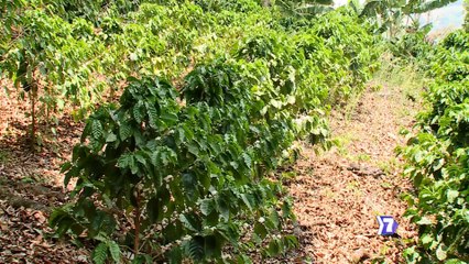 7dias-exportando-un-cafetal-a-medio-oriente-130524