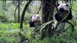 Pandas: The Journey Home Bande-annonce (EN)