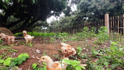 Alltag. #zuhause #chiangmai #banhong #video #hühner #katzen #thailand #farm #landleben