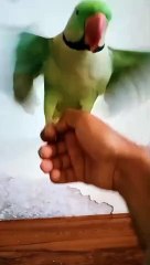Babli ka mitthu Raw parrot hand tain parrot #bablikamitthu #rawparrot #handtainparrot