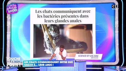 Les chats communiquent entre eux grâce à leur anus !