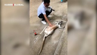 Rahatına düşkün kanguruya özel masaj görenleri kahkahaya boğdu