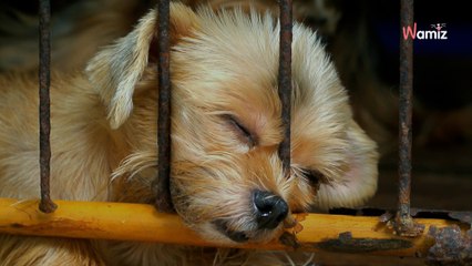 La France compte 1,2 million d’animaux sans foyer, selon une étude